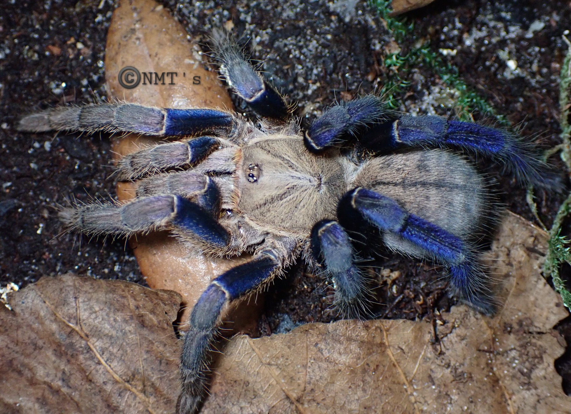 0.1 Cyriopagopus lividus - 4.75" DLS