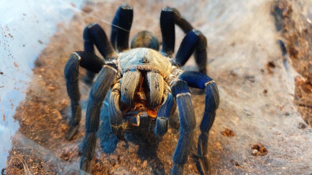 0.1 Cyriopagopus lividus