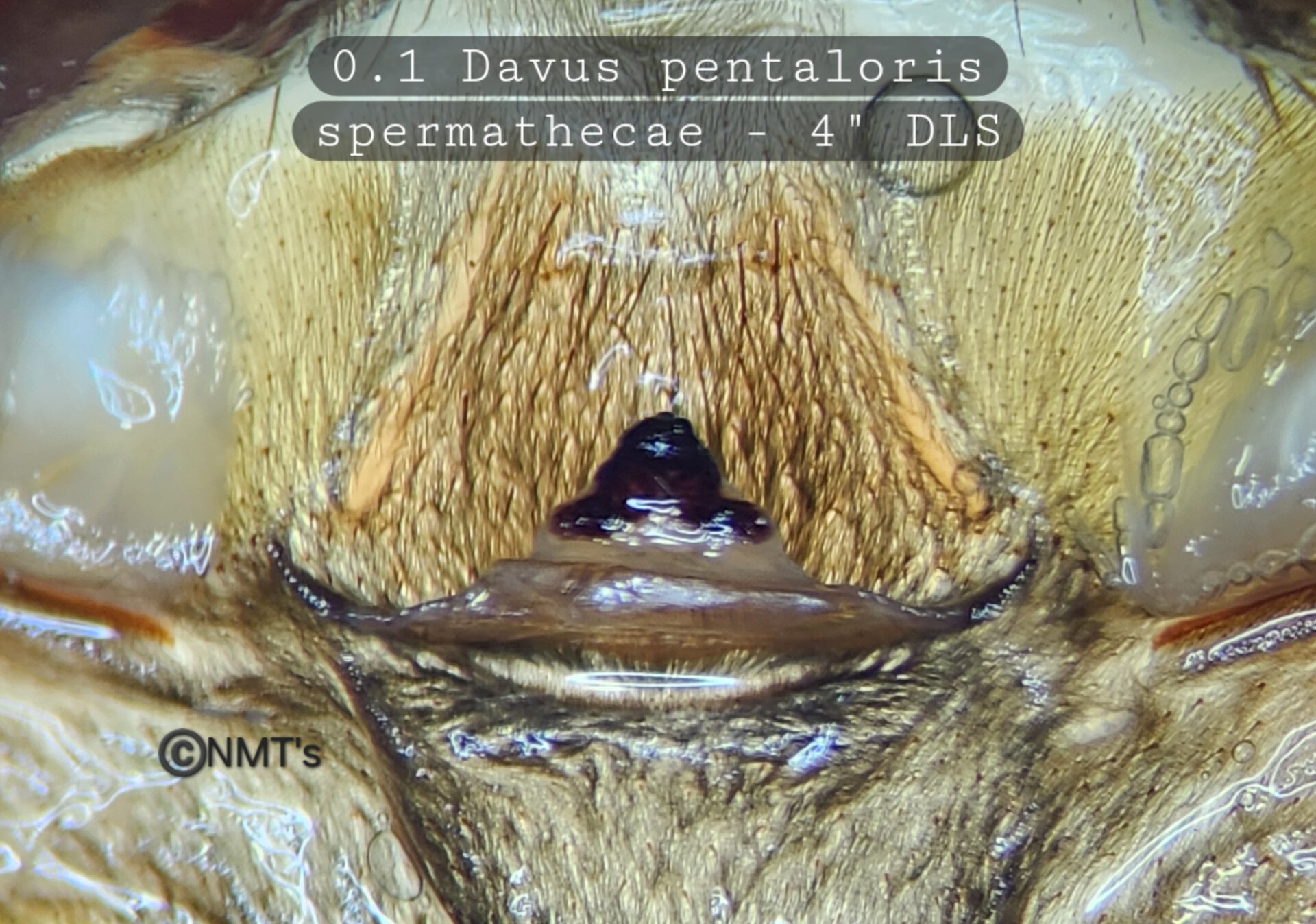 0.1 Davus pentaloris - 4" DLS