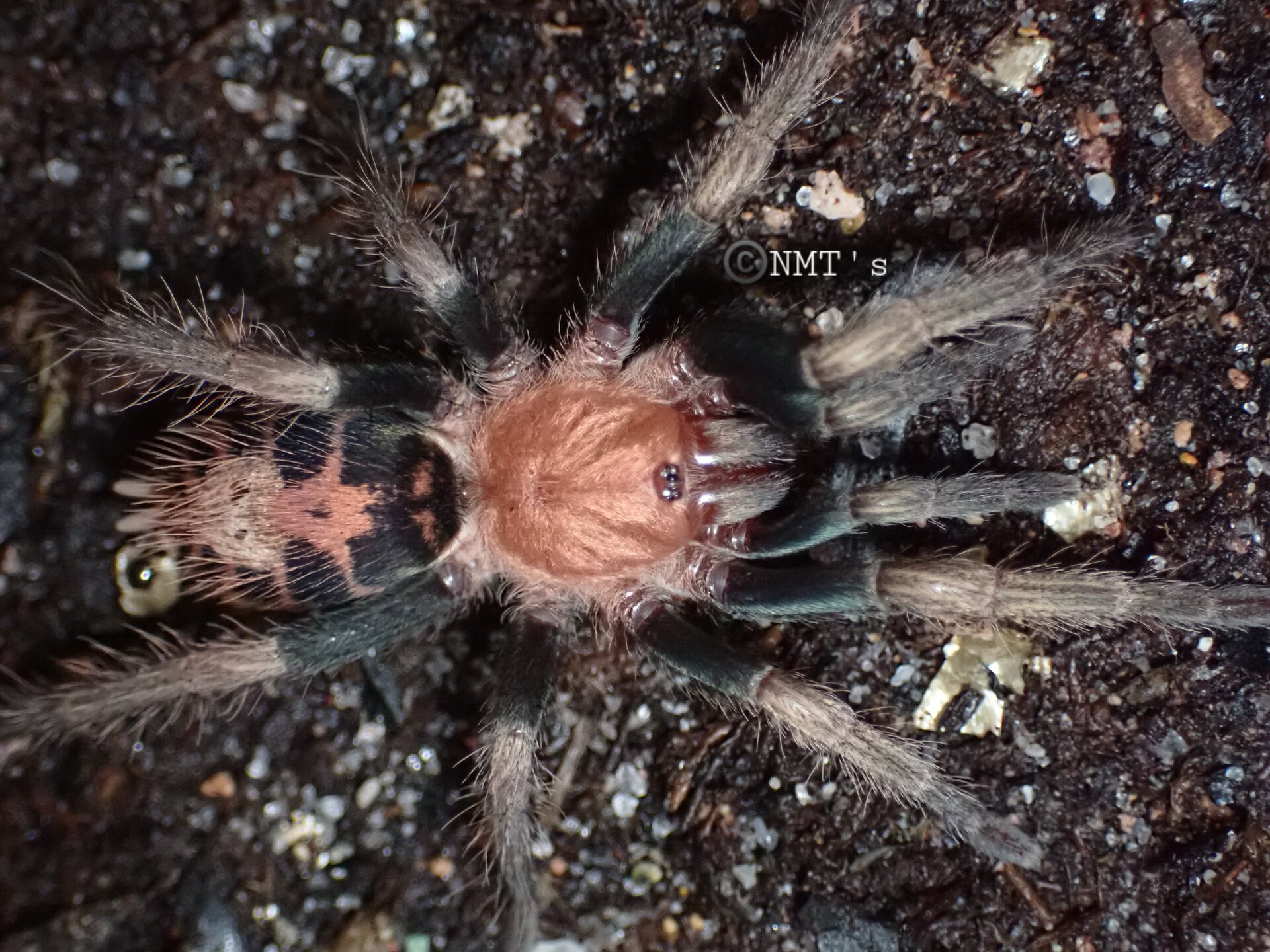 0.1 Davus sp. Oaxaca - 2.25" DLS