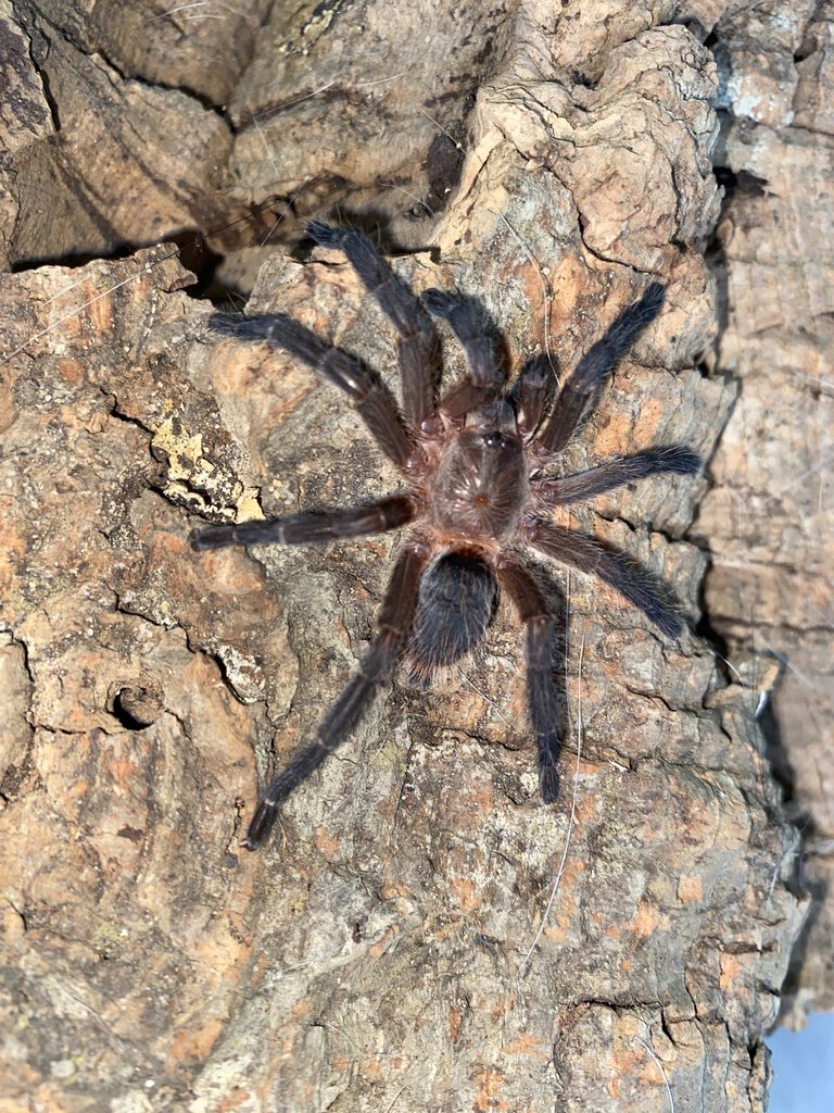 0.1 Dolichothele sp ‘mineirum’ - Adult