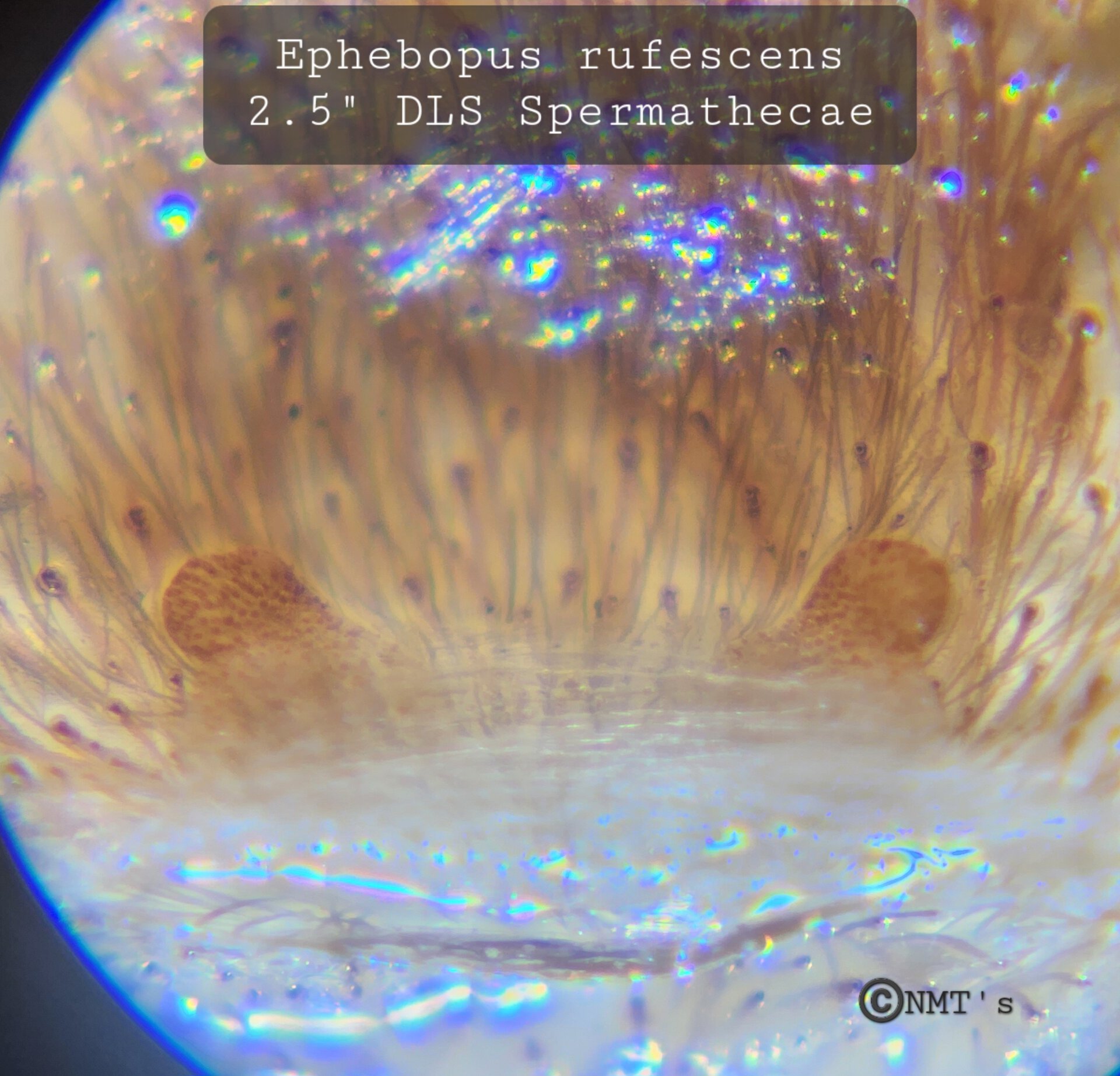 0.1 Ephebopus rufescens - 2.5" DLS