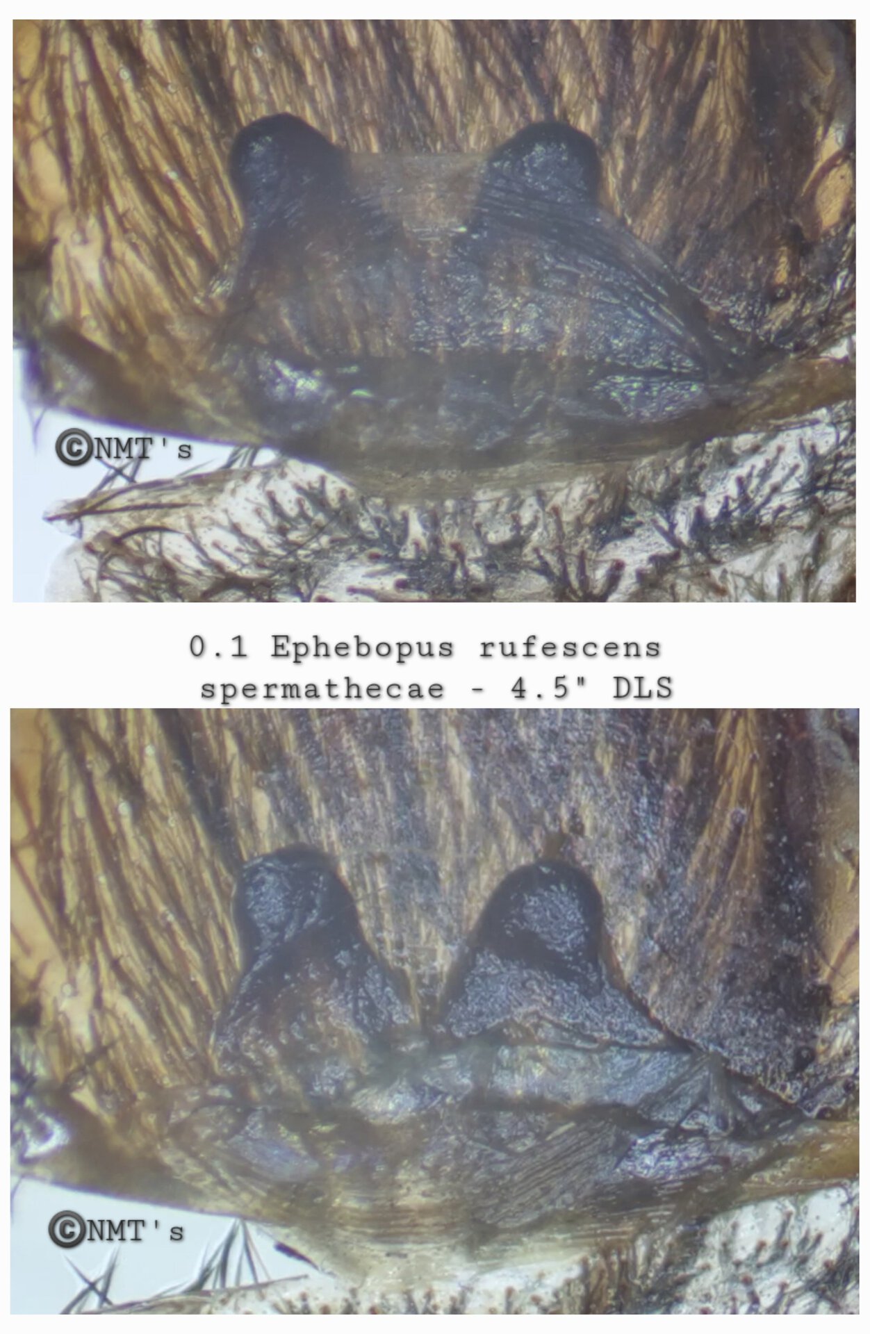 0.1 Ephebopus rufescens - 4.25" DLS