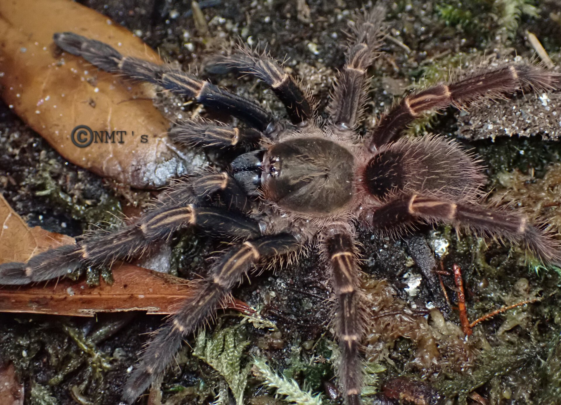 0.1 Ephebopus rufescens - 4.5" DLS