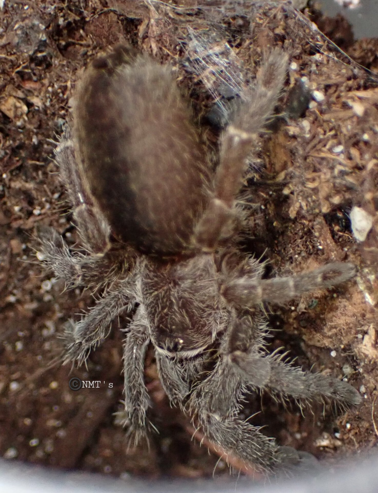 0.1 Eucratoscelus pachypus - 1.25" DLS