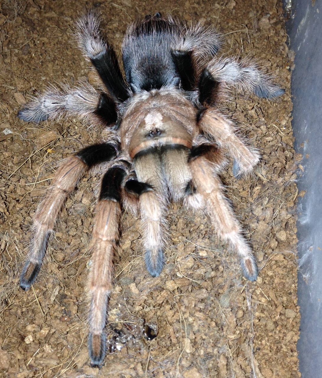 0.1 Freshly Molted A. chalcodes 1/2
