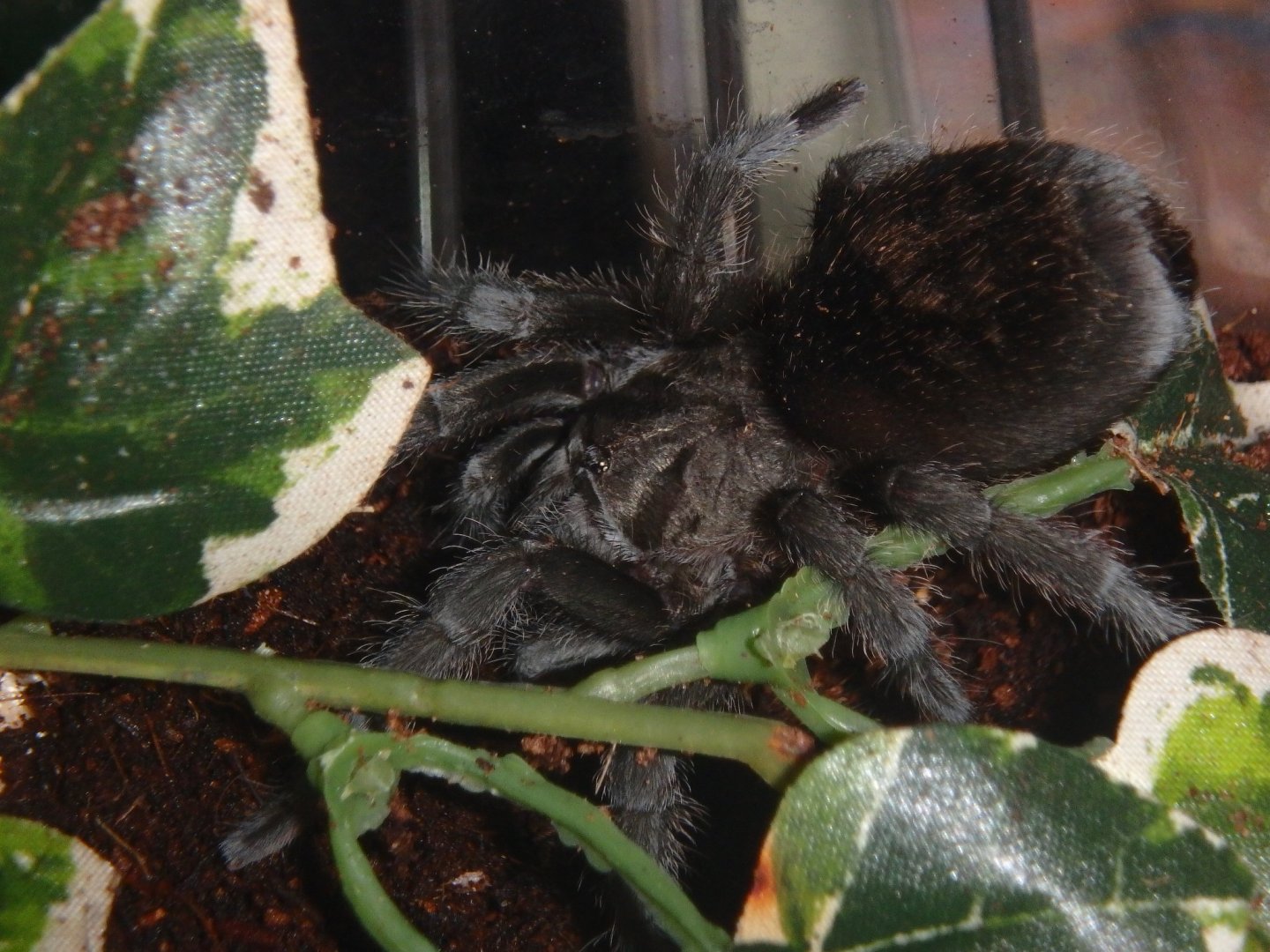 0.1 G. pulchra juvie