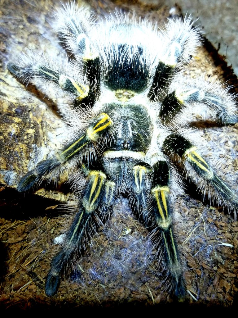 0.1 G. pulchripes