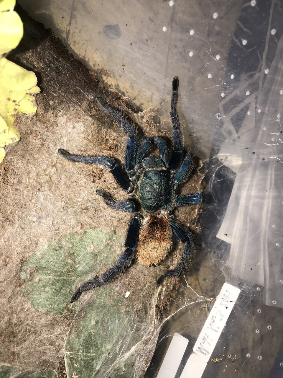 0.1 GBB #1