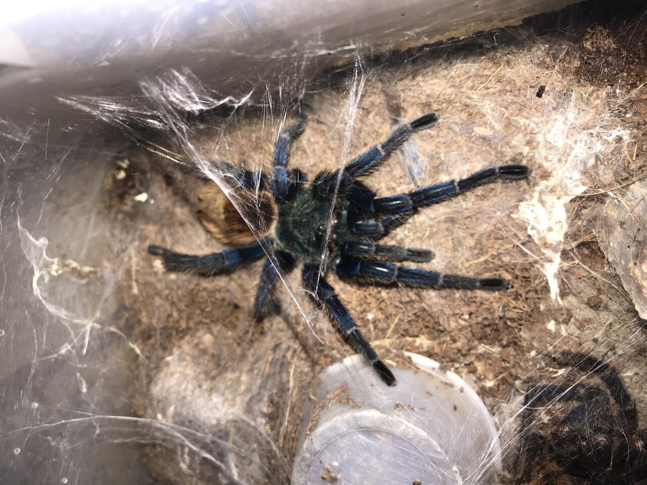 0.1 GBB #2