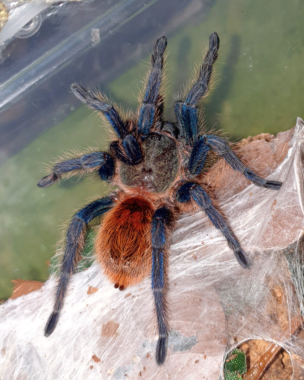 0.1 GBB - freshly moulted