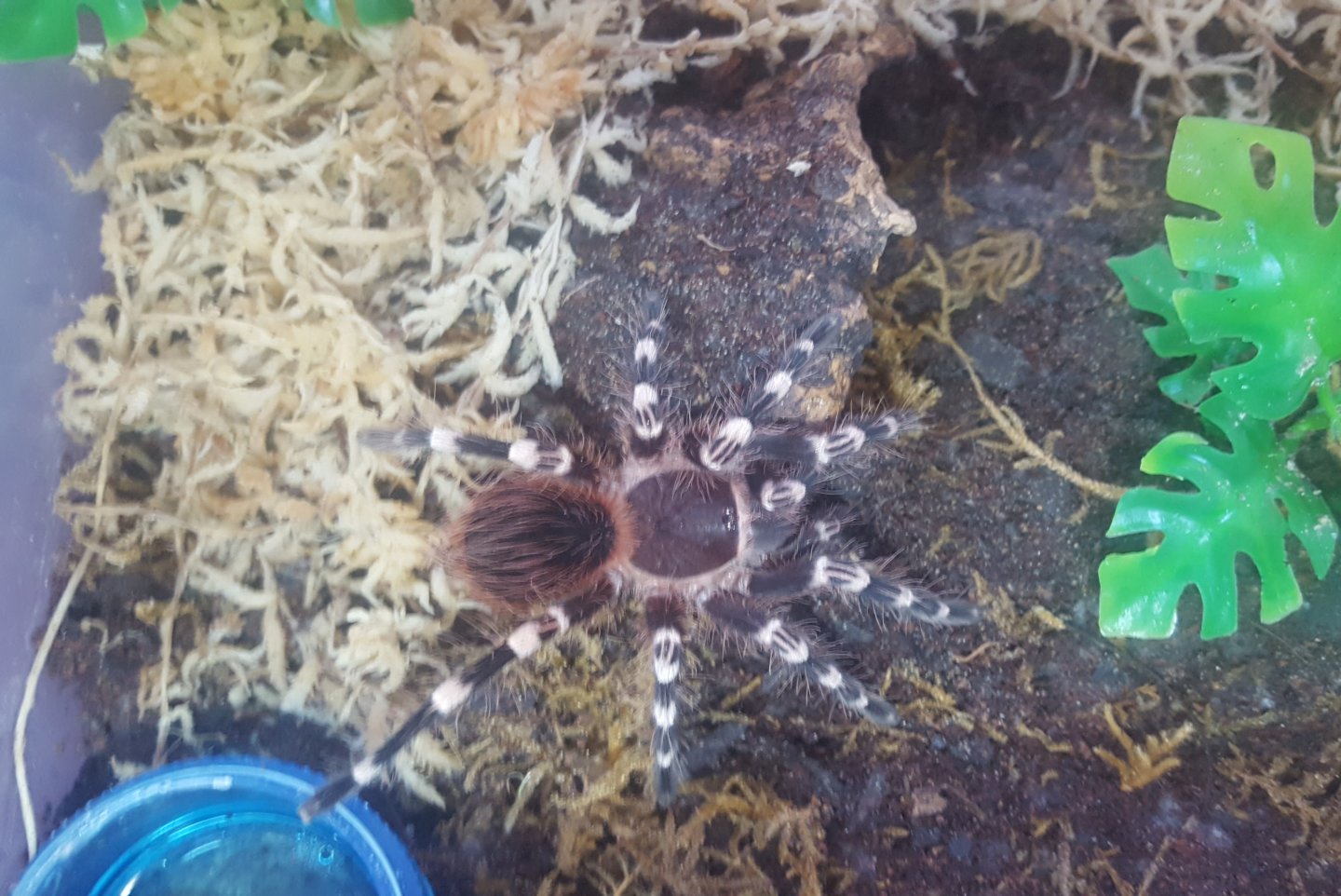 0.1 Geniculata