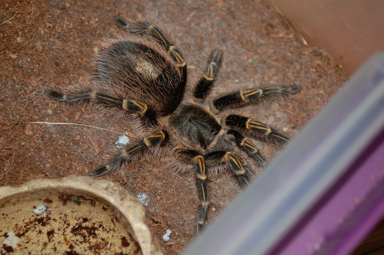 0.1 Grammastola pulchripes