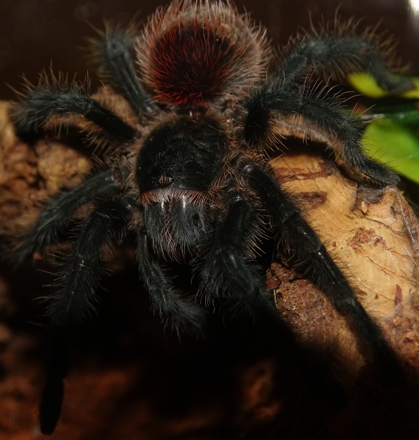 0.1 Grammostola actaeon