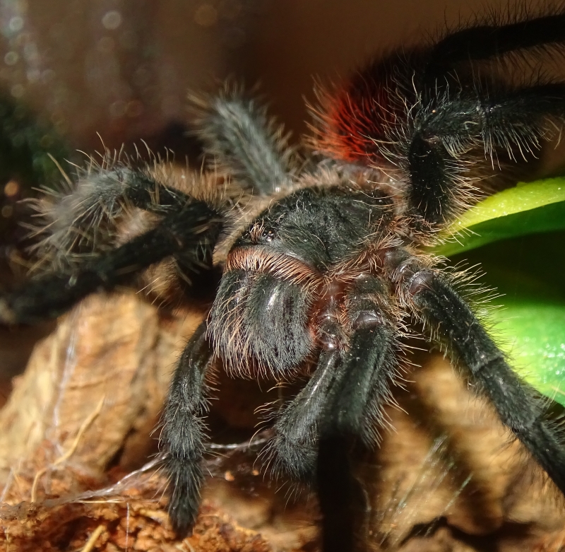 0.1 Grammostola actaeon