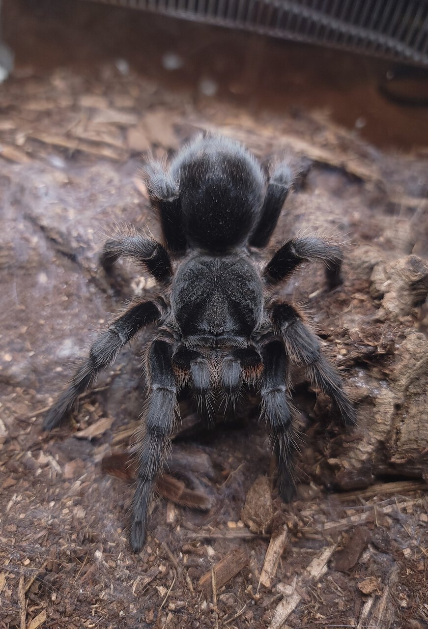 0.1 Grammostola anthracina