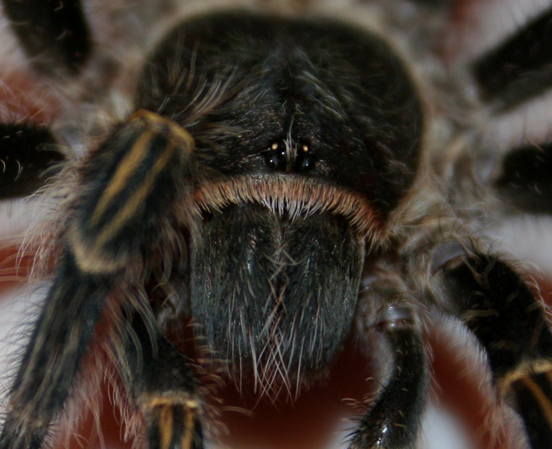 0.1 Grammostola aureostriata