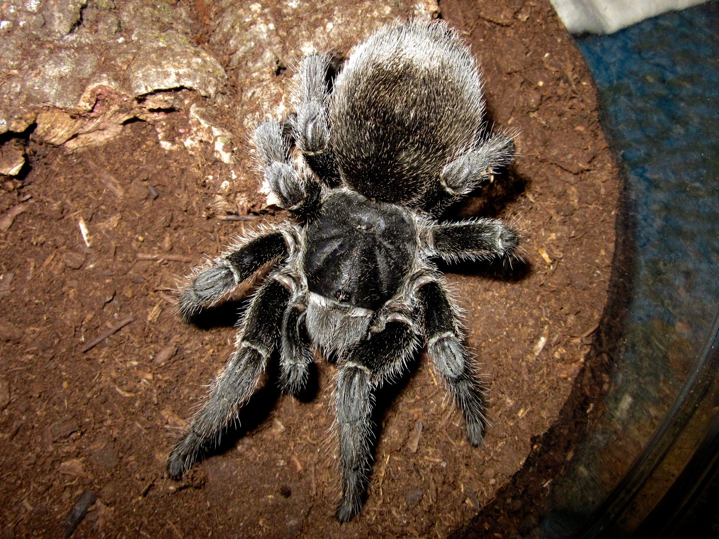 0.1 Grammostola formosa