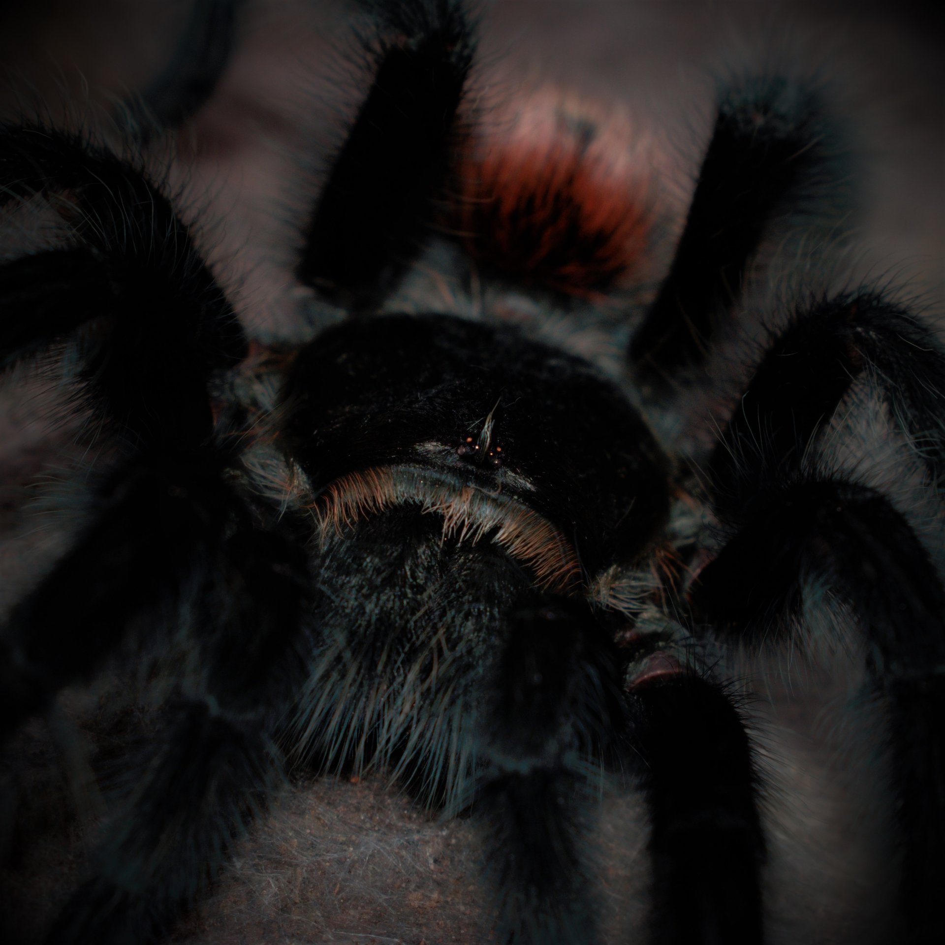 0.1 Grammostola iheringi