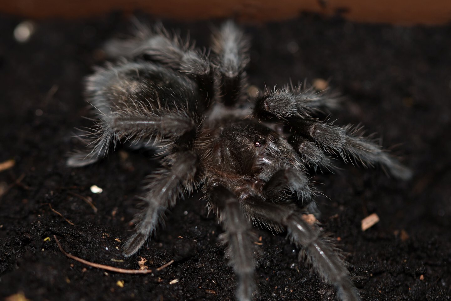 0.1 Grammostola pulchra