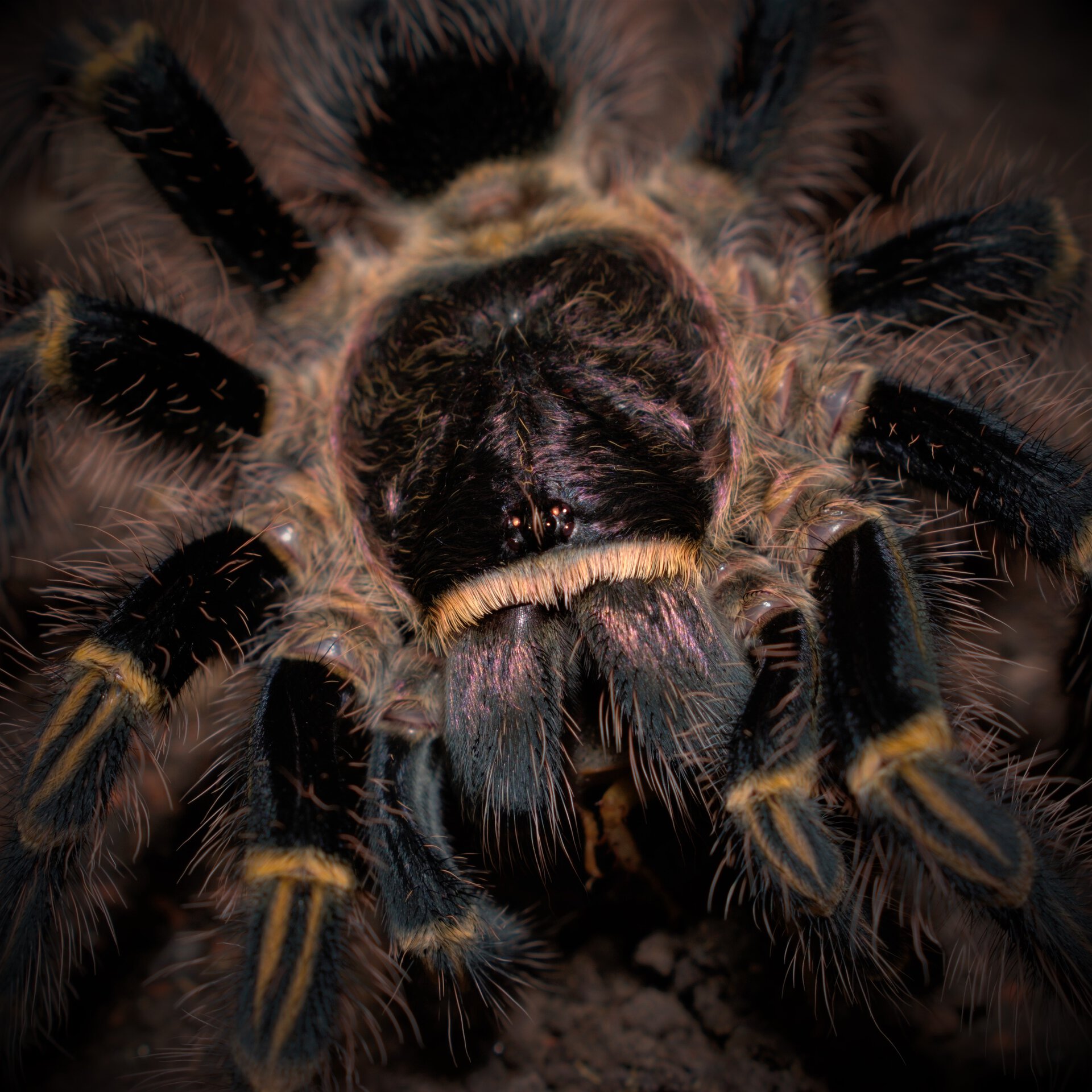 0.1 Grammostola pulchripes