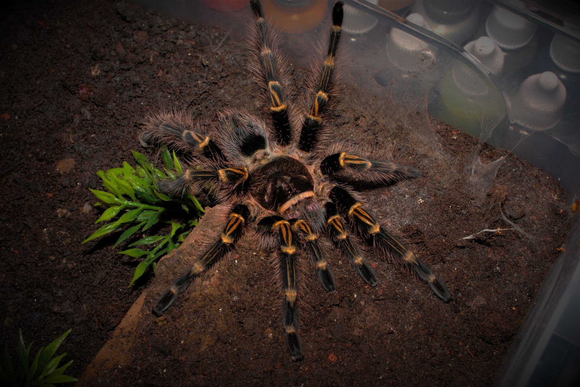 0.1 Grammostola pulchripes