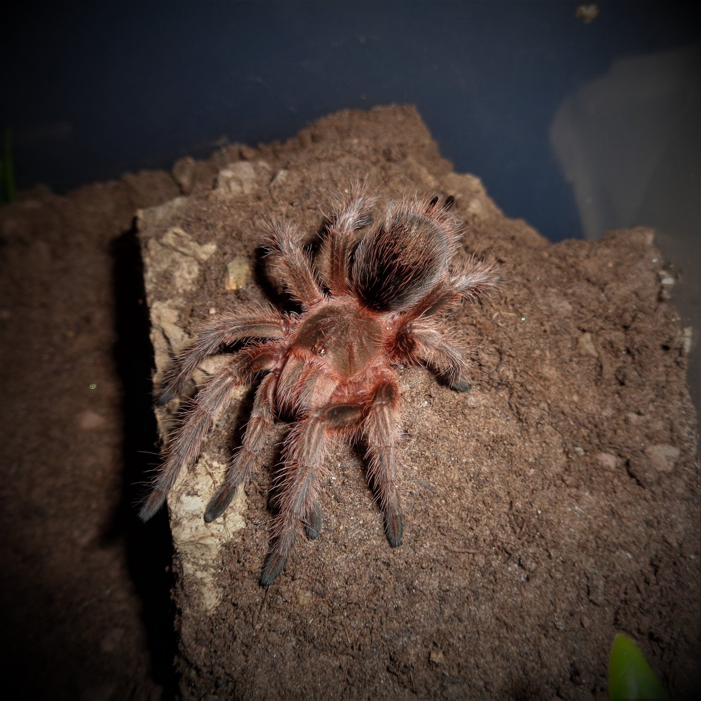 0.1 Grammostola sp. 'Concepcion'