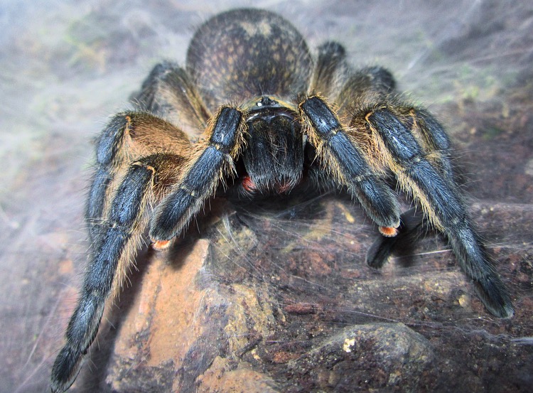 0.1 Harpactira pulchripes