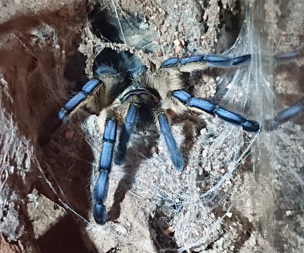 0.1 Harpactira pulchripes