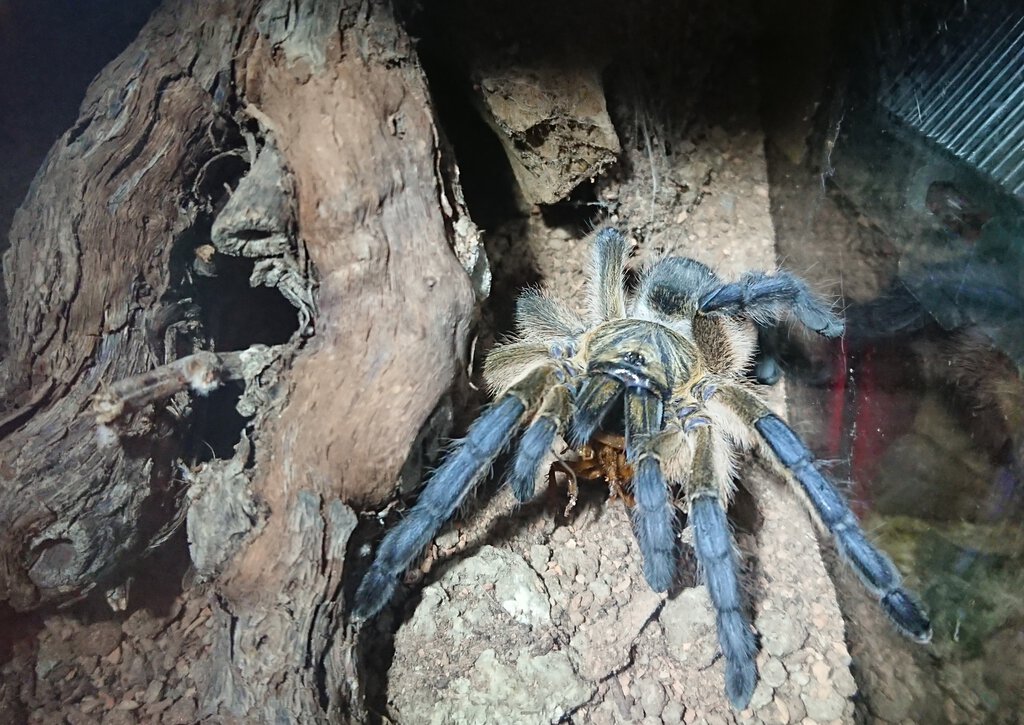 0.1 Harpactira pulchripes