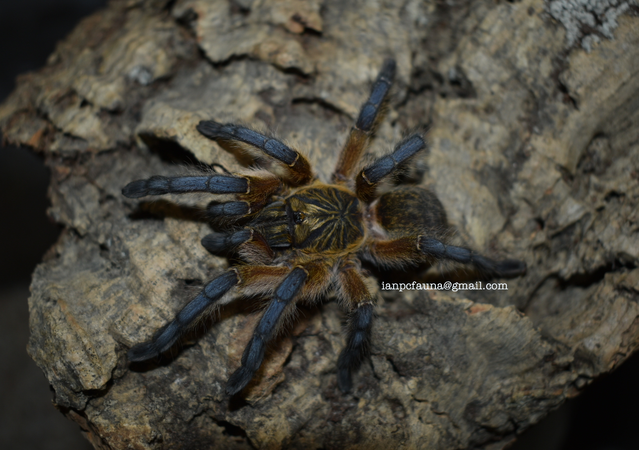 0.1 Harpactira pulchripes