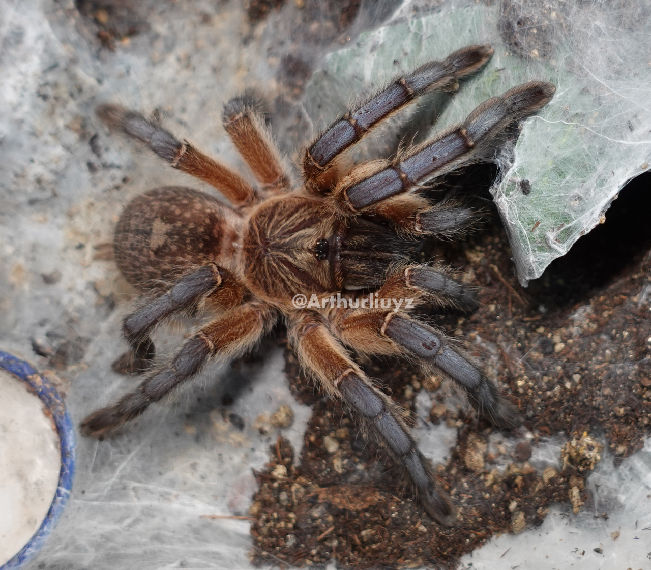 0.1 Harpactira pulchripes