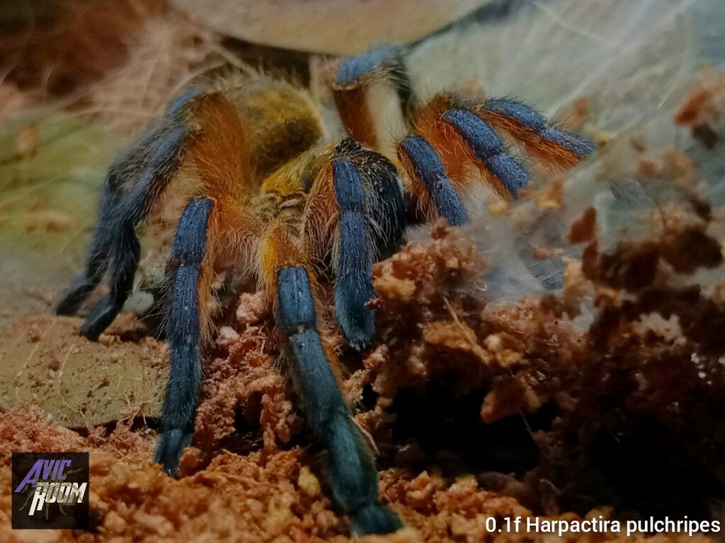 0.1 Harpactira pulchripes