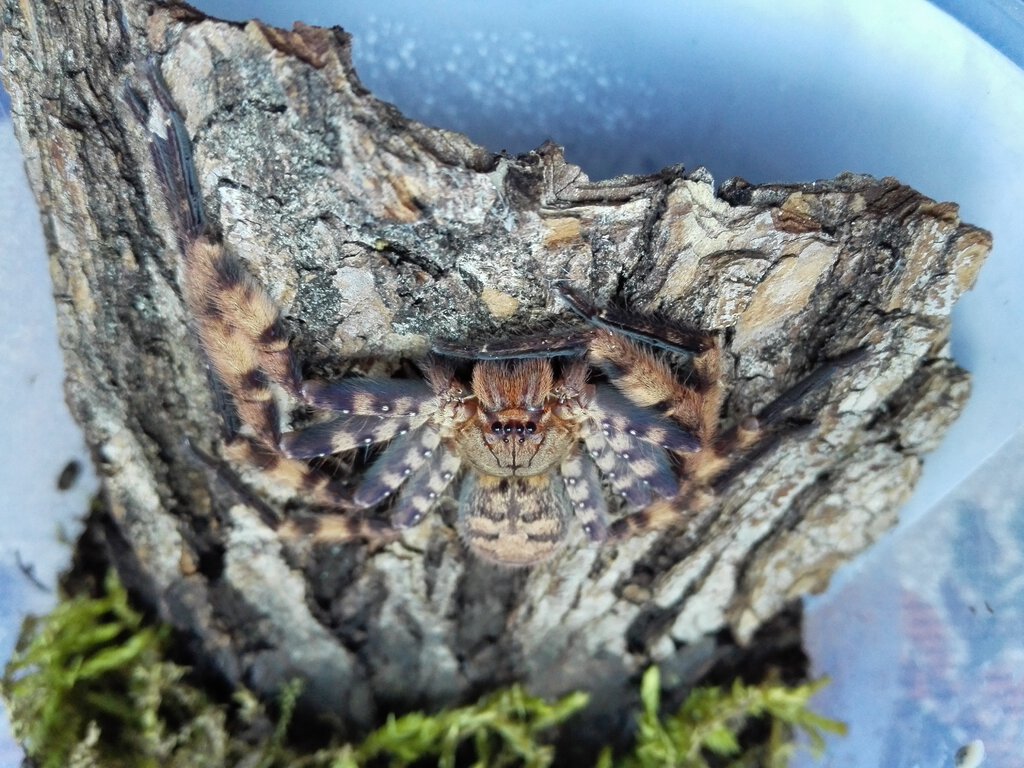 0.1 Heteropoda lunula