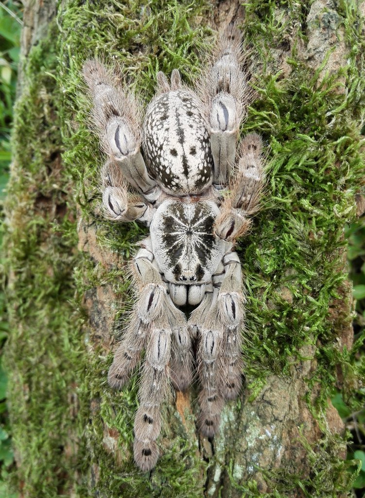0.1 Heteroscodra maculata