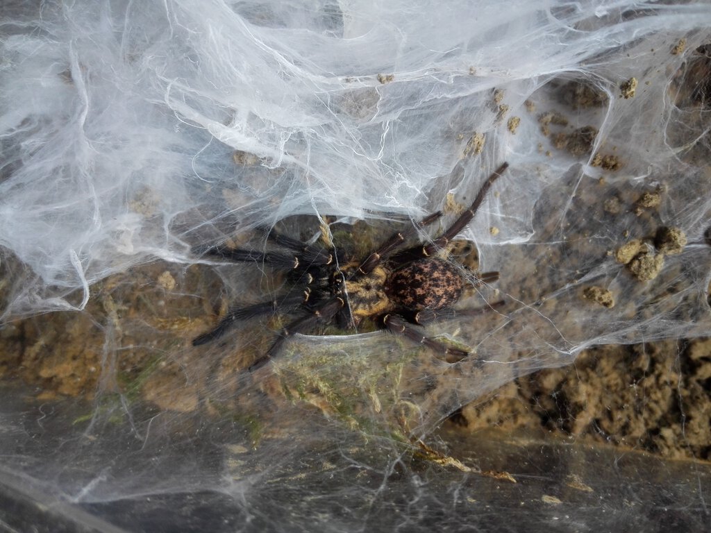 0.1 Heterothele gabonensis adult, 2 cm body length