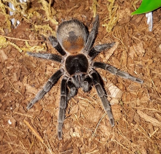 0.1 Homeoemma chilensis