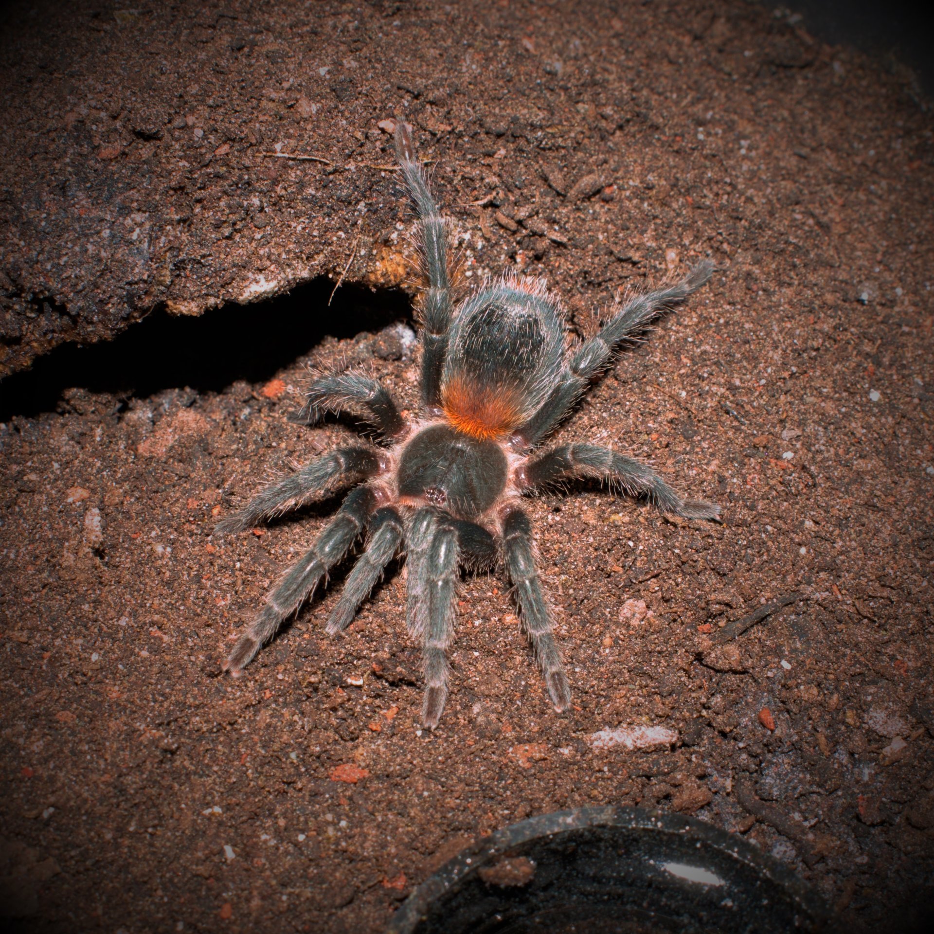 0.1 Homoeomma chilensis