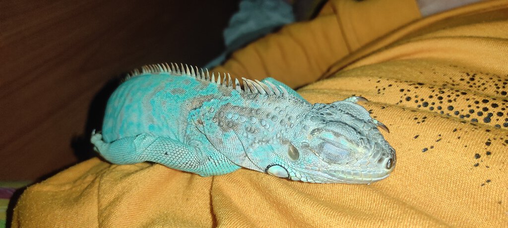 0.1 Iguana iguana (axanthic green iguana)