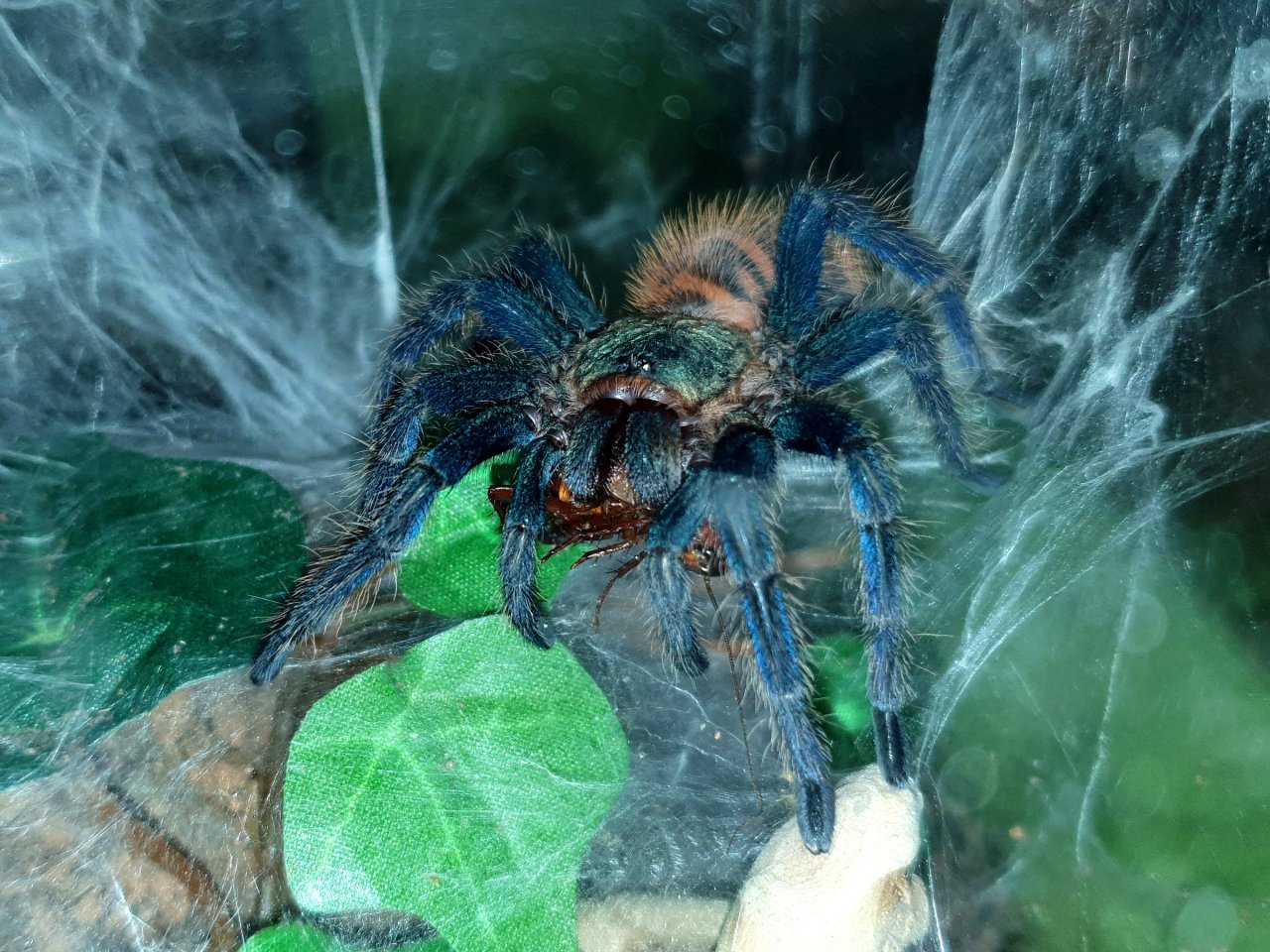 0.1 juvenile GBB