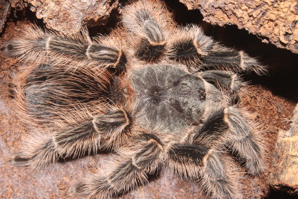 0.1 Lasiodora difficilis