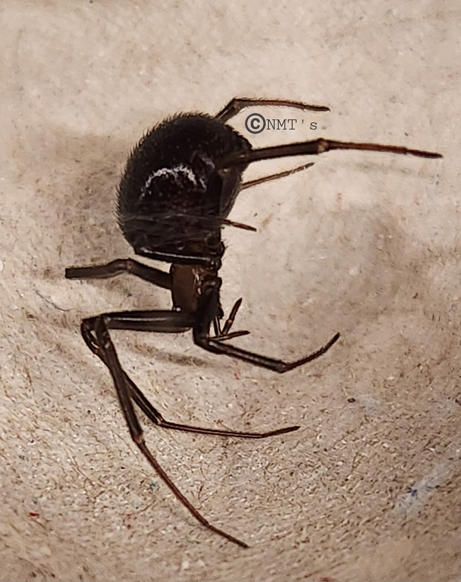 0.1 Latrodectus hesperus juvenile