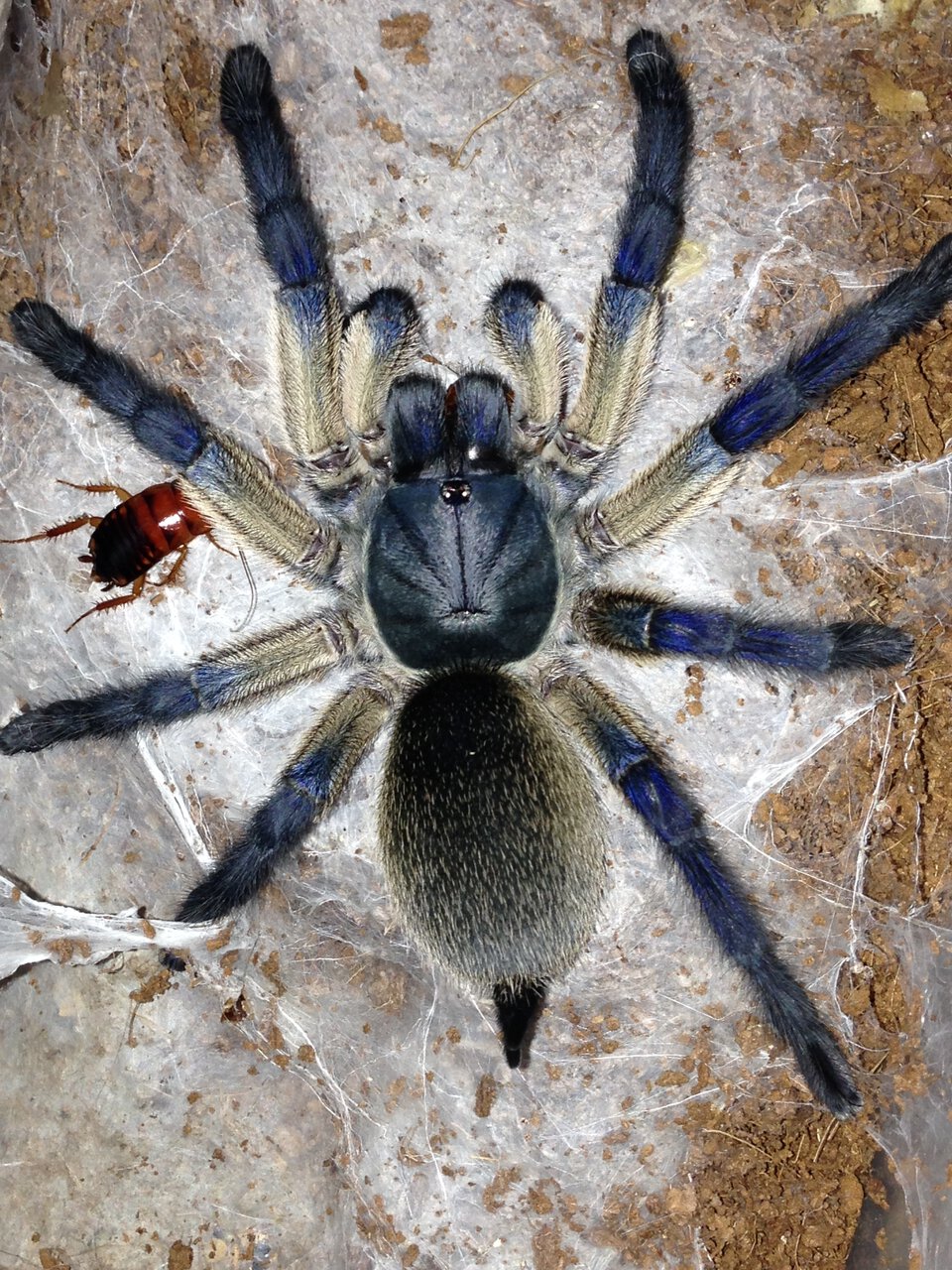 0.1 M. balfouri Feeding