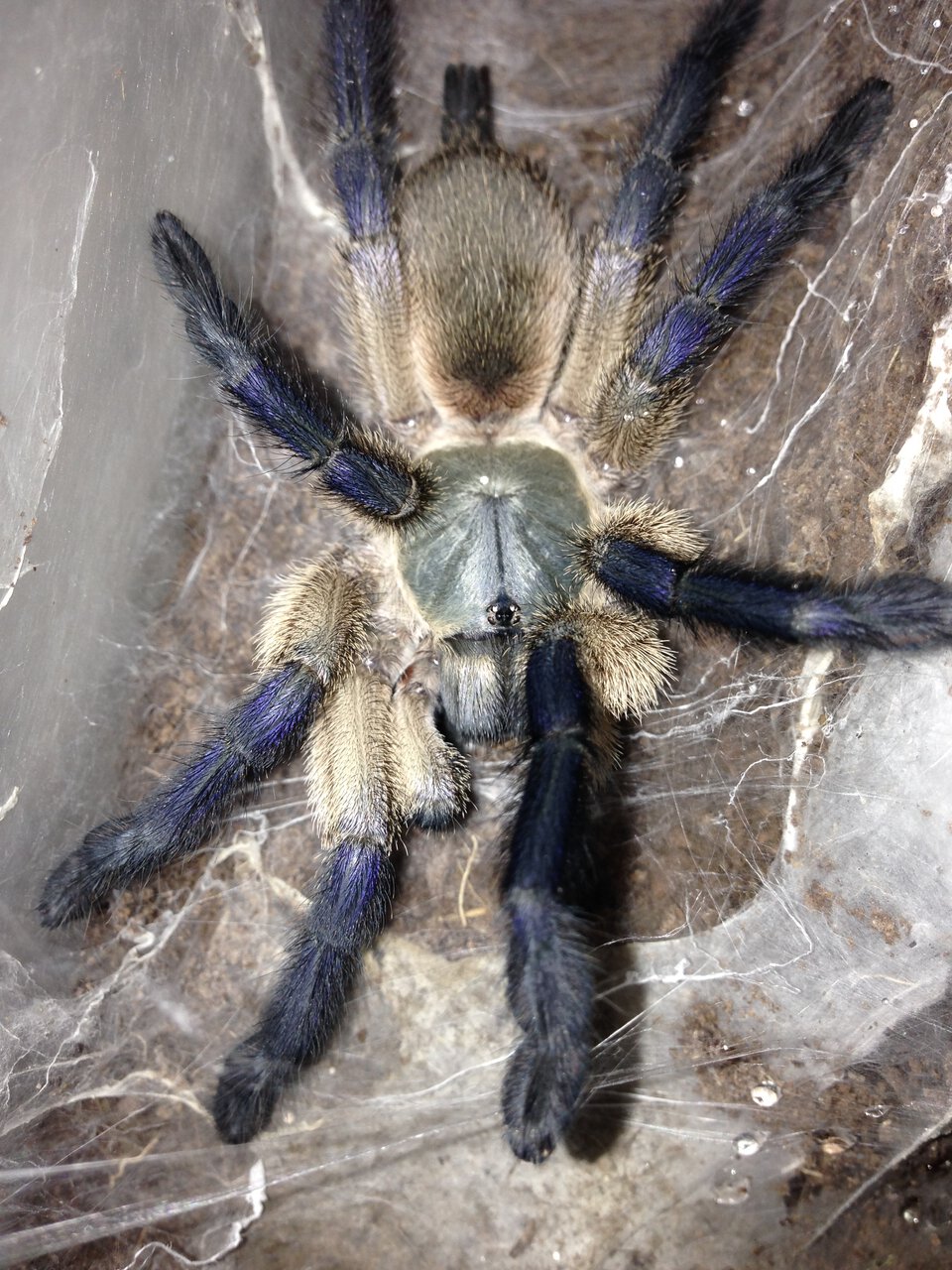 0.1 M. balfouri Freshly Molted