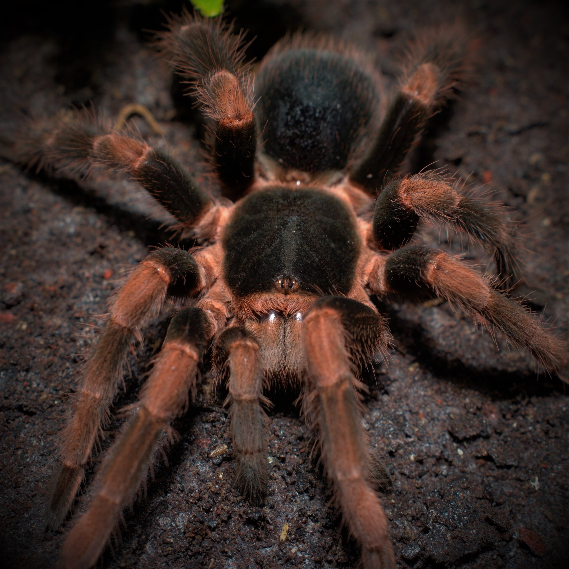 0.1 Megaphobema mesomelas