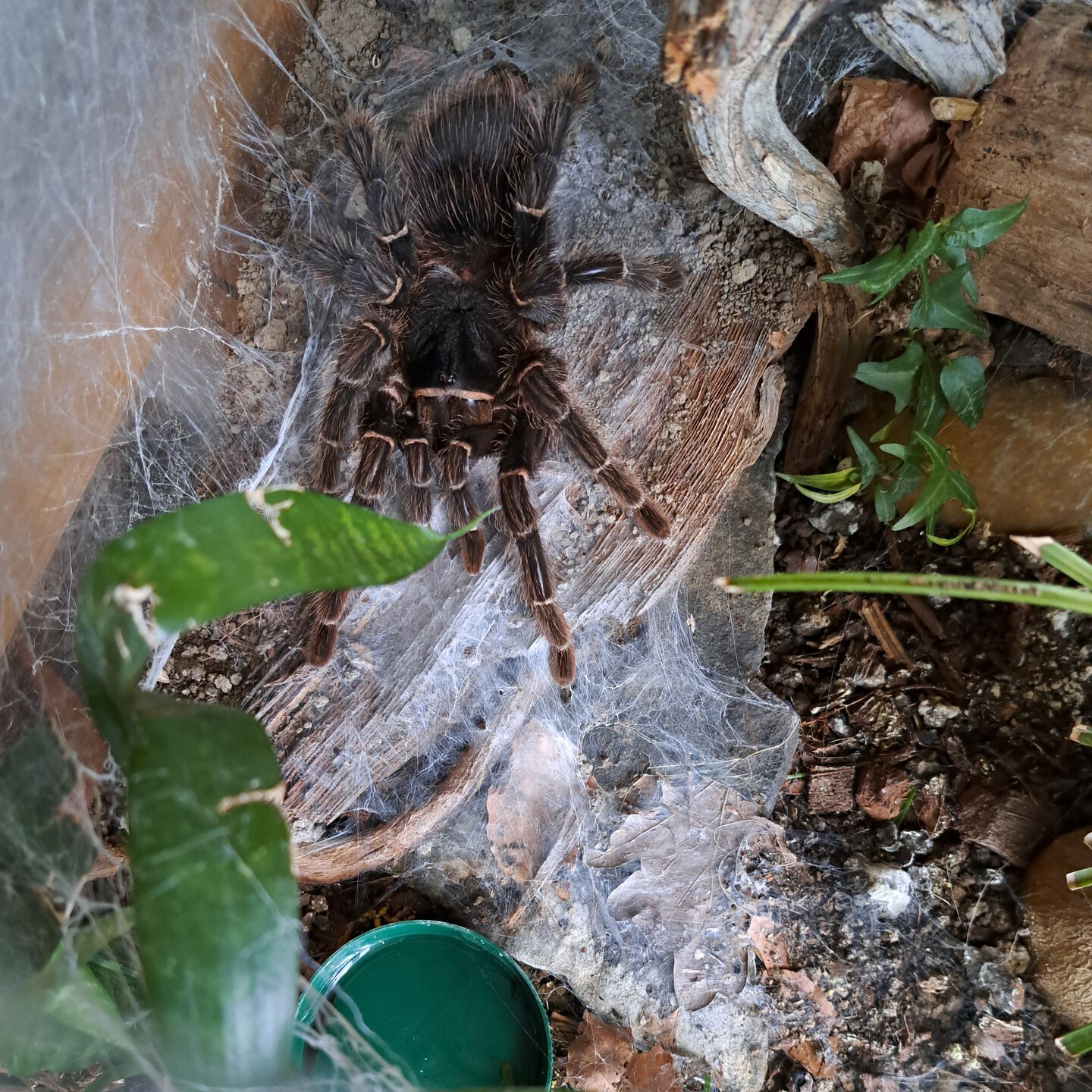 0.1 (MF) Lasiodora parahybana