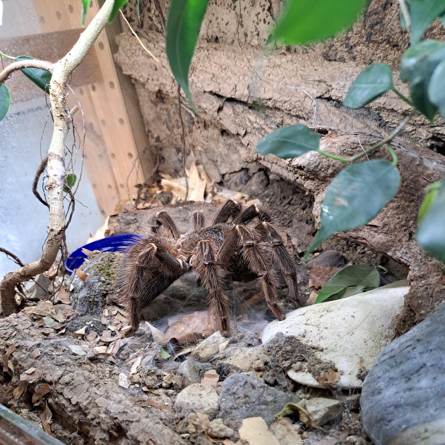 0.1 (MF) Lasiodora parahybana