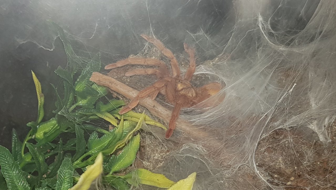 0.1 N. incei gold