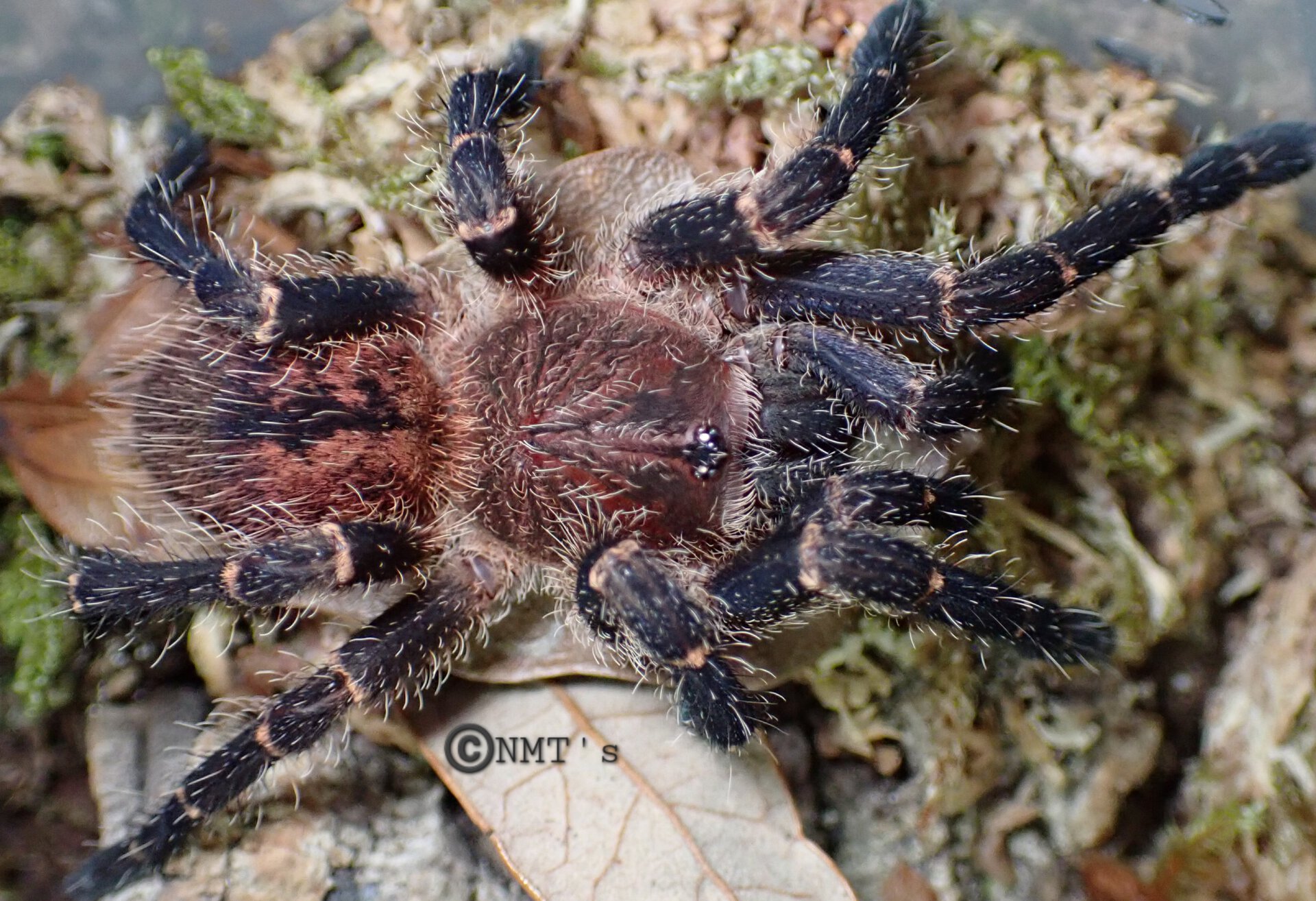 0.1 Neischnocolus sp. Panama - 2.25" DLS