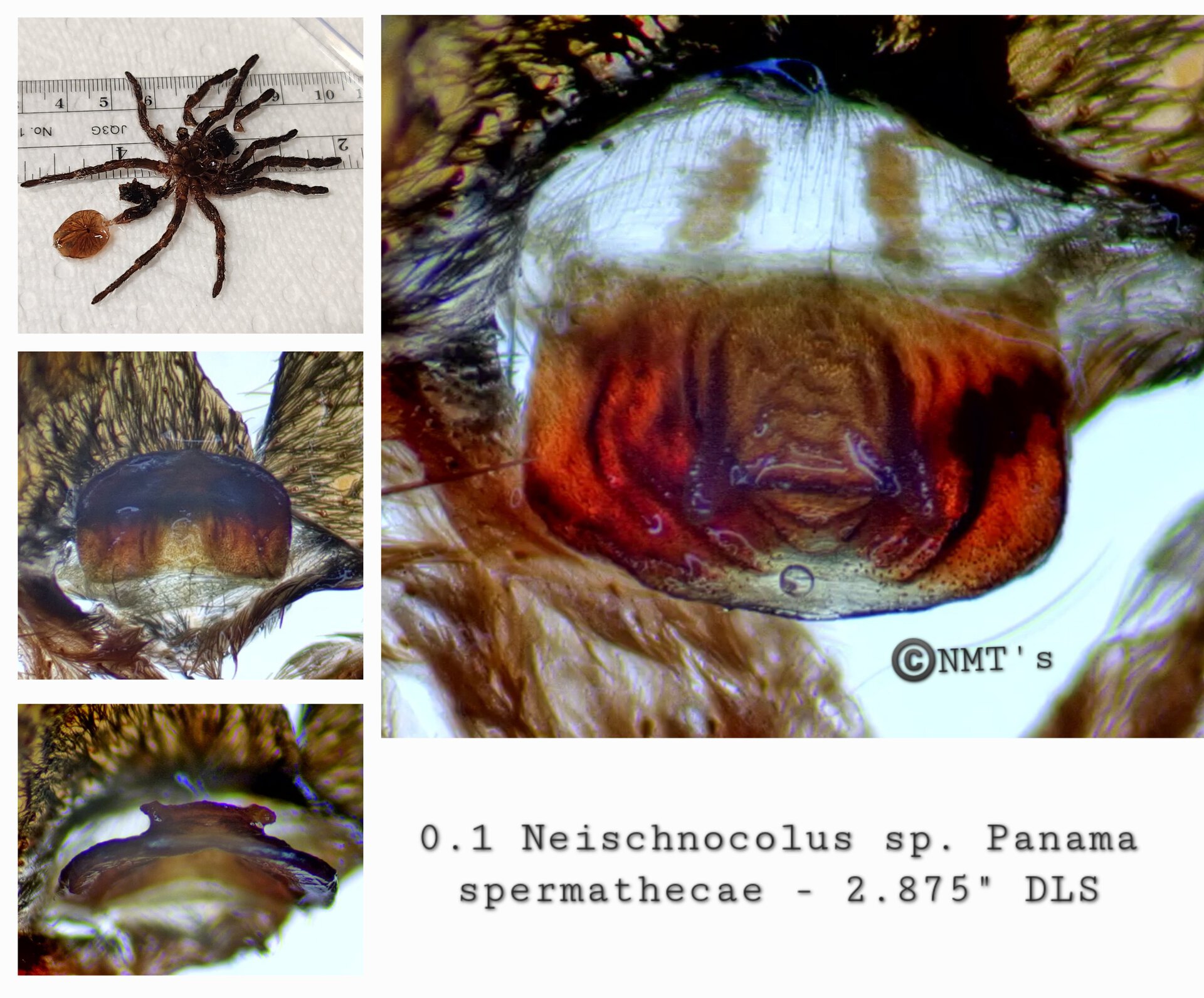 0.1 Neischnocolus sp. Panama - 2.875" DLS